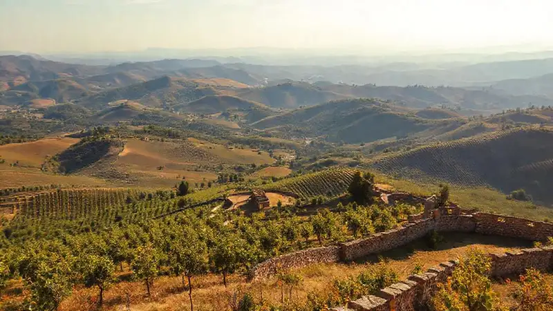 Vinos de altura
