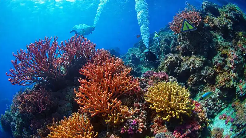 Coral vibrante bajo el sol oceánico