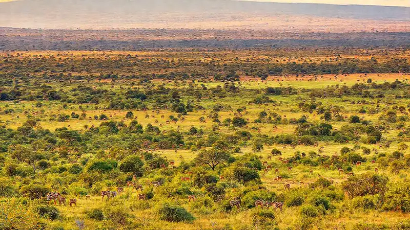La sabana africana ofrece un paisaje vibrante