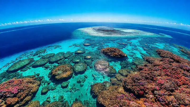 Lord Howe coral reef: belleza australiana impactante
