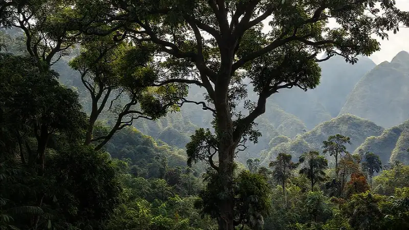 Bosques tropicales, montaña y vida salvaje