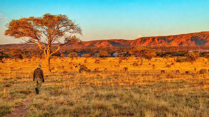 Safari africano ofrece luz dorada y aventura
