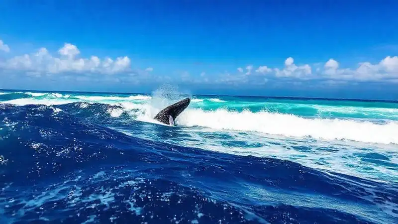 Ballenas jorobadas en costa togolosa
