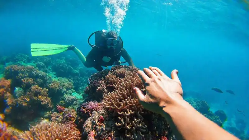 Un buceador observa un arrecife vibrante