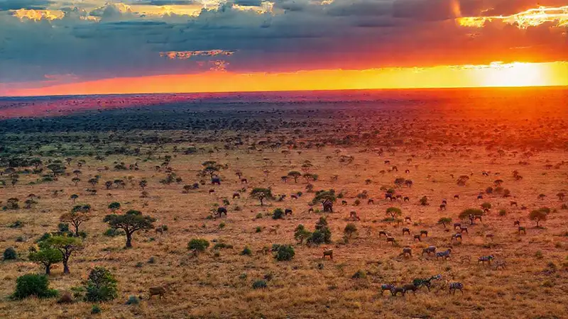 La sabana africana ofrece vida salvaje