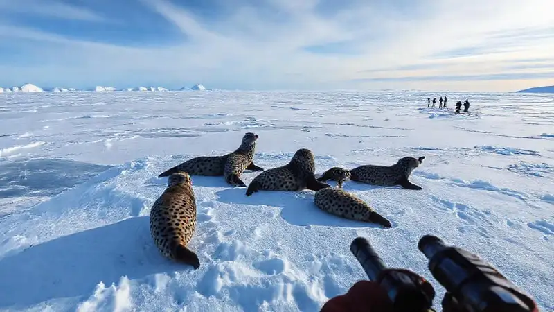 Leopardinos antárticos observan el hielo distante