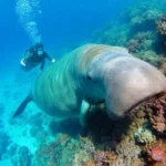 Un dugong curioso en un arrecife vibrante