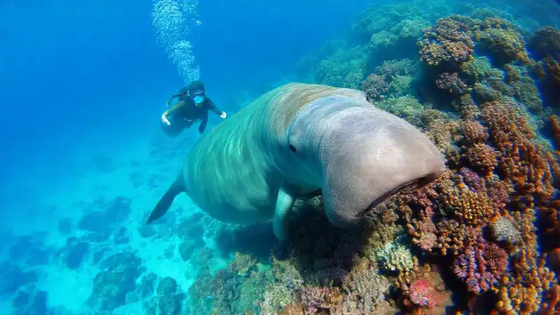Un dugong curioso en un arrecife vibrante