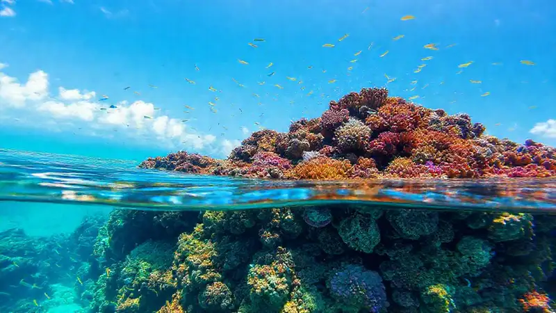 Fiji: arrecife vibrante y diverso